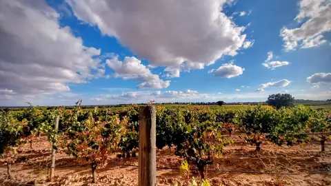 Finca Bosque de Matasnos Finca Bosque de Matasnos