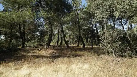 Bosque de Matasnos Bosque de Matasnos