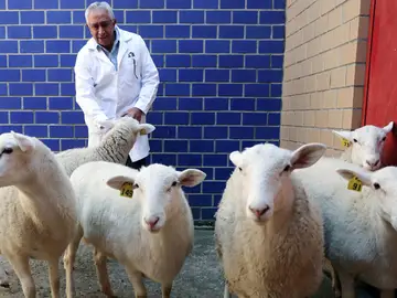 México logra por primera vez clonar un borrego México logra por primera vez clonar un borrego