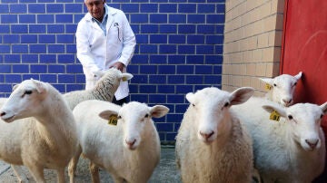 México logra por primera vez clonar un borrego