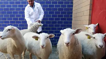 México logra por primera vez clonar un borrego México logra por primera vez clonar un borrego