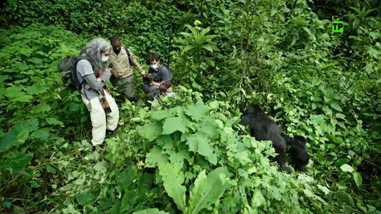 Hoy, en Cazadores de imágenes, Gotzon Mantuliz y Mario Vaquerizo viajan a Uganda para fotografiar al gorila de montaña Hoy, en Cazadores de imágenes, Gotzon Mantuliz y Mario Vaquerizo viajan a Uganda para fotografiar al gorila de montaña