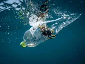 Un cangrejo en una botella de plástico Un cangrejo en una botella de plástico