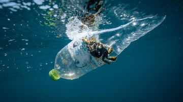 Un cangrejo en una botella de plástico Un cangrejo en una botella de plástico