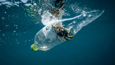 Un cangrejo en una botella de plástico Un cangrejo en una botella de plástico