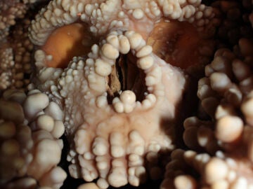 El cr&aacute;neo de Altamura