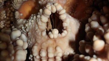 El cráneo de Altamura El cráneo de Altamura