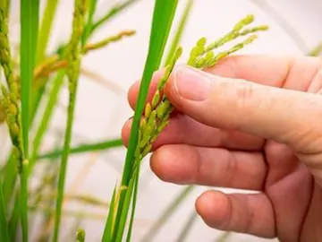 La estructura dinámica de una proteína podría ayudar a las plantas a transformar en nutrientes su propio nitrógeno La estructura dinámica de una proteína podría ayudar a las plantas a transformar en nutrientes su propio nitrógeno