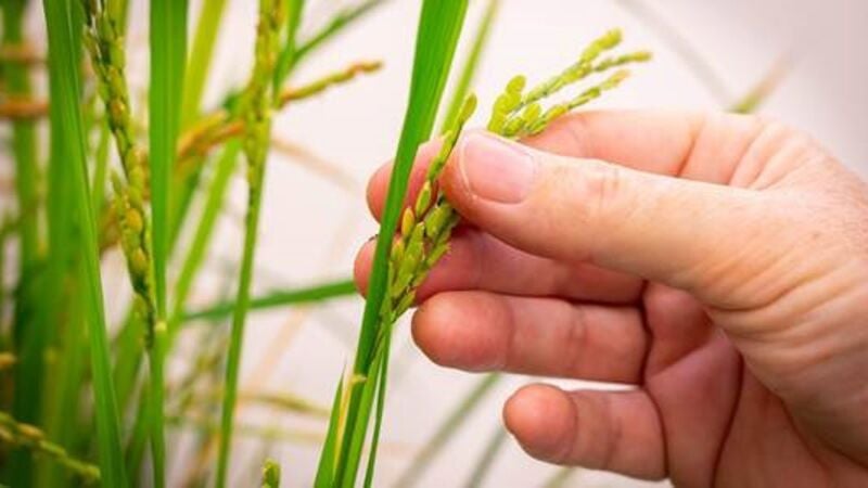 La estructura dinámica de una proteína podría ayudar a las plantas a transformar en nutrientes su propio nitrógeno