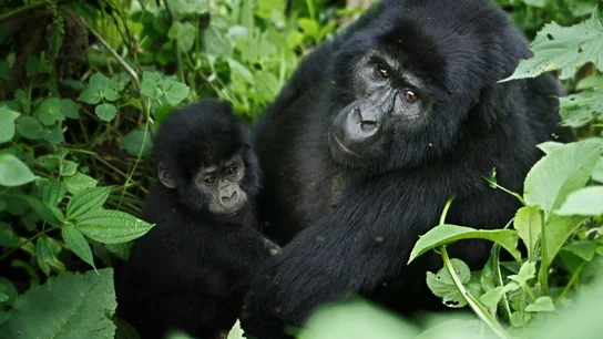 El emocionante momento en el que Mario Vaquerizo y Gotzon Mantuliz presencian cómo una mamá gorila amamanta a su bebé El emocionante momento en el que Mario Vaquerizo y Gotzon Mantuliz presencian cómo una mamá gorila amamanta a su bebé