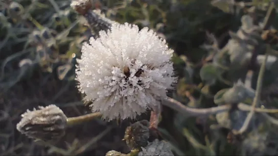 Temperaturas por debajo de los diez grados y heladas: llega el frío polar a España por una masa ártica Temperaturas por debajo de los diez grados y heladas: llega el frío polar a España por una masa ártica