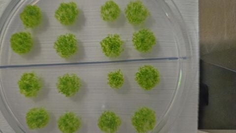 Fotografía de cómo las esporas vuelven a germinar en el laboratorio tras estar 9 meses en el espacio