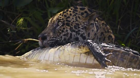 El espectacular v&iacute;deo de la pelea entre un jaguar y un caim&aacute;n en Cazadores de im&aacute;genes