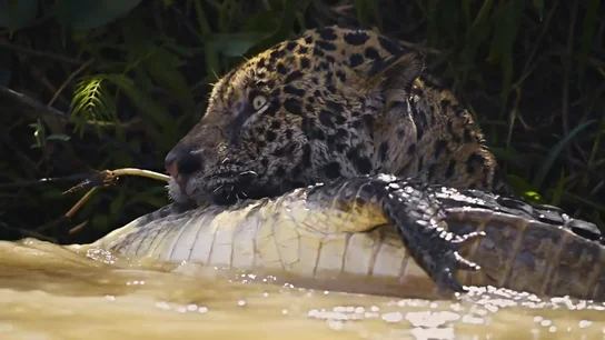 El espectacular vídeo de la pelea entre un jaguar y un caimán en Cazadores de imágenes El espectacular vídeo de la pelea entre un jaguar y un caimán en Cazadores de imágenes