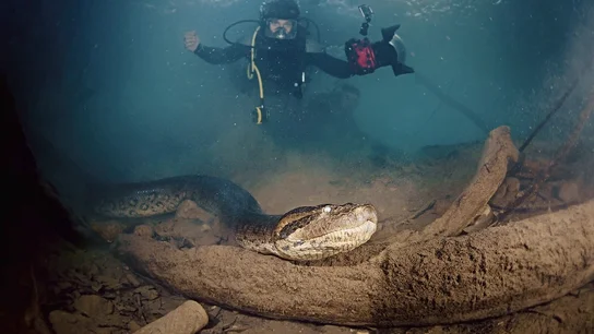 El impactante encuentro cara a cara con la anaconda gigante de Gotzon Mantuliz y Miguel Ángel Muñoz: "Somos su Burger King" El impactante encuentro cara a cara con la anaconda gigante de Gotzon Mantuliz y Miguel Ángel Muñoz: "Somos su Burger King"