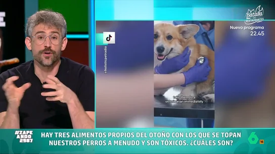 Víctor Algra señala qué tres alimentos otoñales son tóxicos para nuestros perros, en vídeo Es habitual que muchas personas paseen a sus mascotas por parques o bosques en los que es fácil encontrar alimentos que, si son ingeridos por nuestro perro, le puedan causar un grave problema de salud.