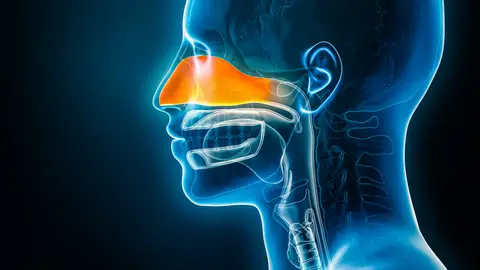 Cavidad nasal Cavidad nasal