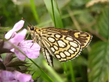Mariposa Mariposa