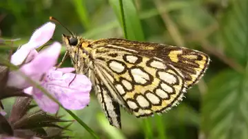Mariposa Mariposa