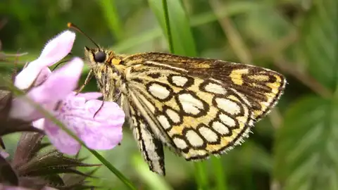 Mariposa Mariposa