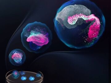 Diferentes etapas del embri&oacute;n