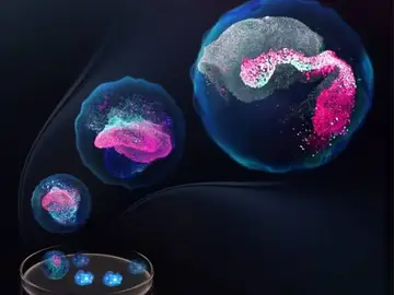 Diferentes etapas del embrión Diferentes etapas del embrión