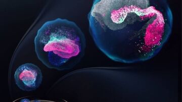 Diferentes etapas del embrión Diferentes etapas del embrión