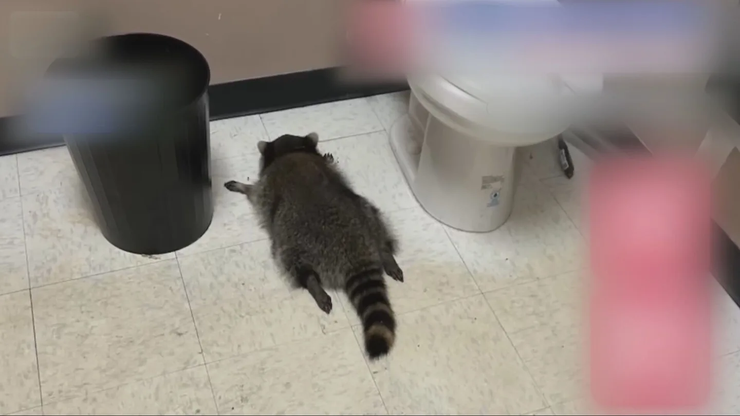Imagen del mapache borracho tirado en el suelo del baño del establecimiento de Virginia (EEUU) Imagen del mapache borracho tirado en el suelo del baño del establecimiento de Virginia (EEUU)