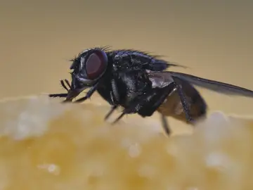 Por qué una mosca en tu plato es más peligrosa de lo que crees Por qué una mosca en tu plato es más peligrosa de lo que crees