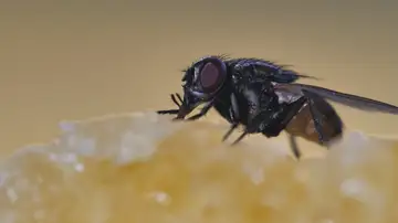 Por qué una mosca en tu plato es más peligrosa de lo que crees Por qué una mosca en tu plato es más peligrosa de lo que crees