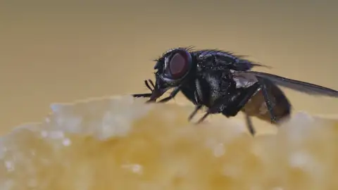 Por qué una mosca en tu plato es más peligrosa de lo que crees Por qué una mosca en tu plato es más peligrosa de lo que crees