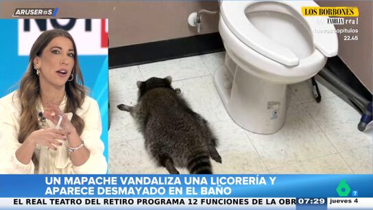 El surrealista viral del mapache que se col&oacute; en una licorer&iacute;a y apareci&oacute; desmayado en el ba&ntilde;o