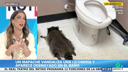 El surrealista viral del mapache que se coló en una licorería y apareció desmayado en el baño El surrealista viral del mapache que se coló en una licorería y apareció desmayado en el baño