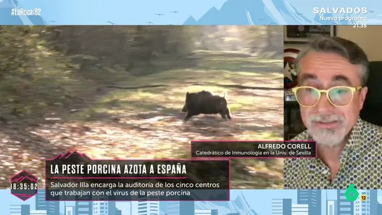 Alfredo Corell, inmunólogo, sobre el virus de la peste porcina: "No hay ningún peligro para los humanos" Alfredo Corell, inmunólogo, sobre el virus de la peste porcina: "No hay ningún peligro para los humanos"