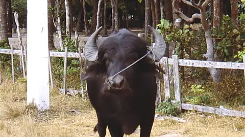 Búfalo de agua de Marajó Búfalo de agua de Marajó