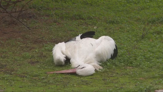 La alarma por la gripe aviar crece en Madrid: más de 400 aves muertas y vecinos preocupados por la contaminación del Manzanares La alarma por la gripe aviar crece en Madrid: más de 400 aves muertas y vecinos preocupados por la contaminación del Manzanares