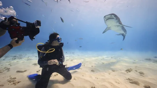 El encuentro entre tiburones tigre mientras Mamen Mendizábal revive una angustiosa anécdota de buceo El encuentro entre tiburones tigre mientras Mamen Mendizábal revive una angustiosa anécdota de buceo