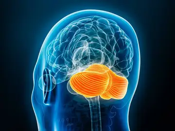 Imagen del cerebelo Imagen del cerebelo