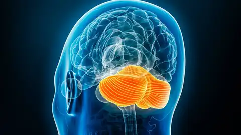 Imagen del cerebelo Imagen del cerebelo