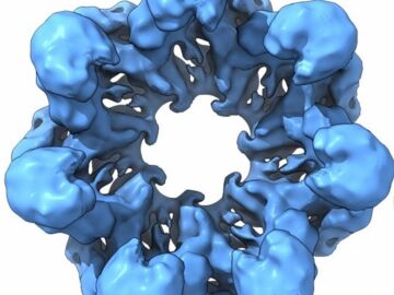 Reconstrucci&oacute;n tridimensional de una chaperonina ancestral