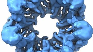 Reconstrucción tridimensional de una chaperonina ancestral Reconstrucción tridimensional de una chaperonina ancestral