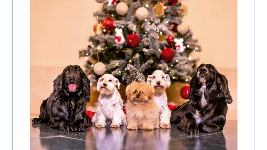Fotografía de los perros del rey Emérito y la reina Sofía en su felicitación de Navidad. Fotografía de los perros del rey Emérito y la reina Sofía en su felicitación de Navidad.