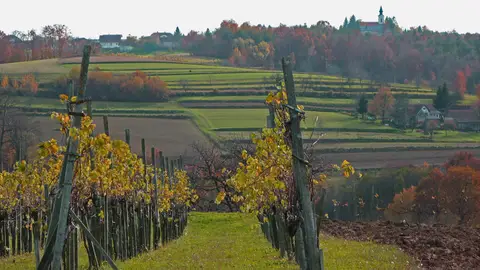 Viñedos en Prekmurje Viñedos en Prekmurje