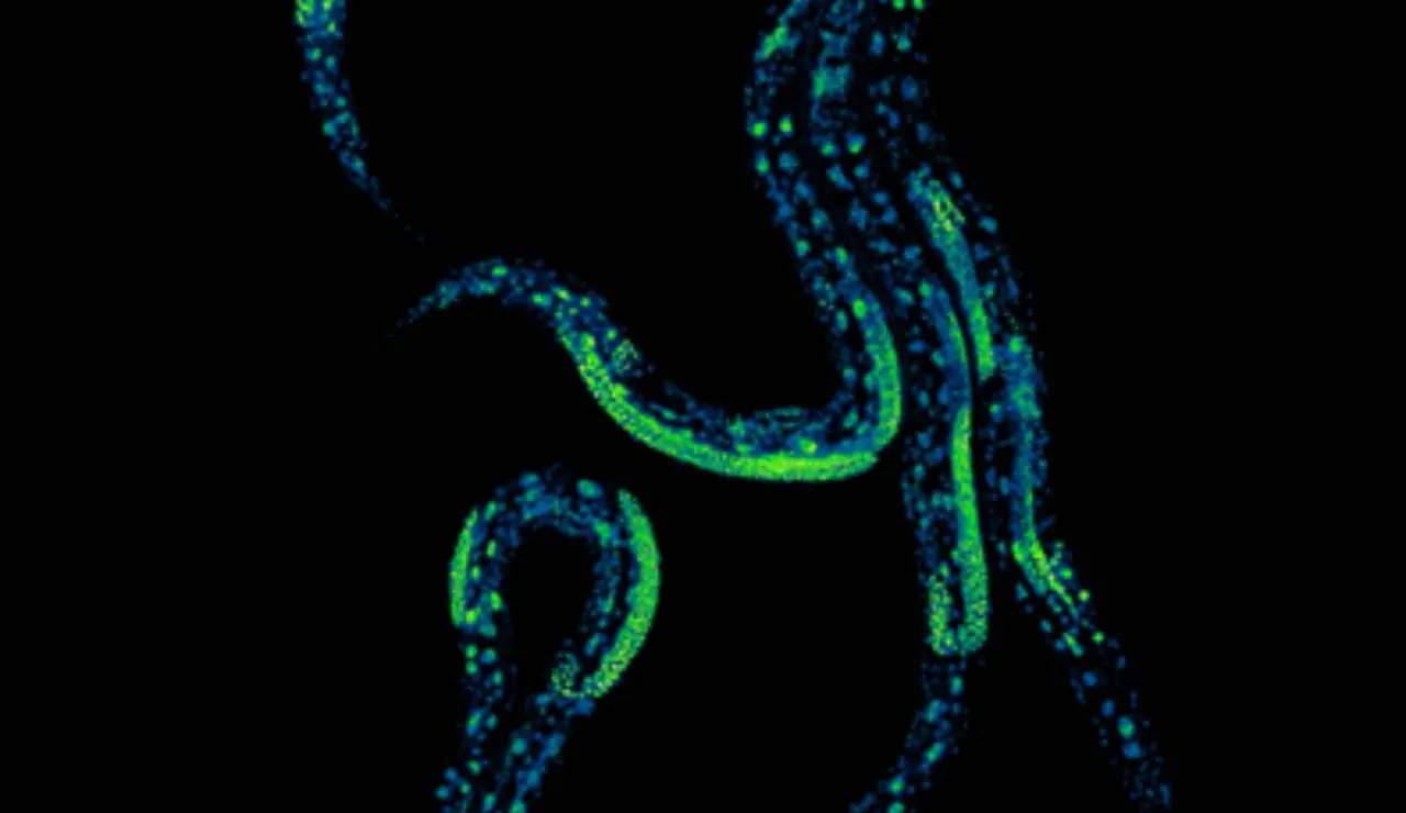 Cinco Caenorhabditis elegans tomada en los laboratorios de investigación del CRG