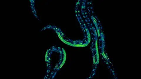 Cinco Caenorhabditis elegans tomada en los laboratorios de investigación del CRG Cinco Caenorhabditis elegans tomada en los laboratorios de investigación del CRG