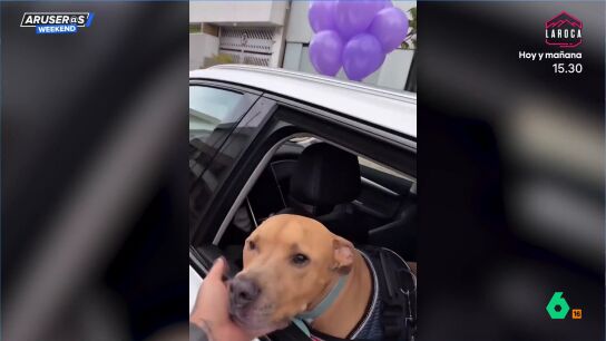 "Mi perro super&oacute; el c&aacute;ncer": as&iacute; celebra un influencer que su querido Magnus ya est&aacute; recuperado