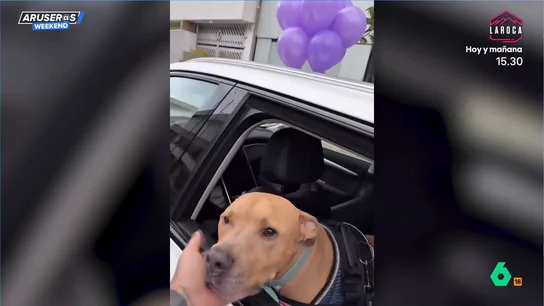 "Mi perro superó el cáncer": así celebra un influencer que su querido Magnus ya está recuperado "Mi perro superó el cáncer": así celebra un influencer que su querido Magnus ya está recuperado