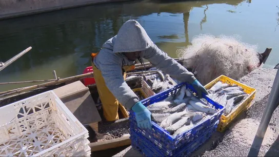 Pescadores trabajando. Pescadores trabajando.