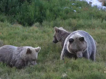 Osos pardos Osos pardos