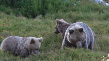 Osos pardos Osos pardos